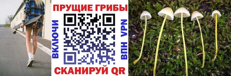 Псилоцибиновые грибы мицелий  даркнет сайт  Ачхой-Мартан 